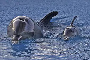 Bottlenose Dolphin - mother and newborn baby / calf - swimming near surface - Malta The calf was born on July 20th 2010 at 15:30. At birth its weight was roughly 15 kg and 1m in length