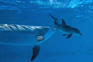 Images Dated 9th July 2010: Bottlenose Dolphin - mother is stimulating her recently born calf after which the calf normally will feed