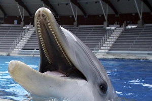 Images Dated 21st March 2010: Bottlenose Dolphin - with mouth wide open above surface