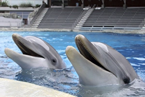 Images Dated 21st March 2010: Bottlenose Dolphin - two with mouths open above surface