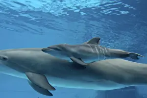 Bottlenose Dolphin - Newborn Baby/Calf dolphin showing foetal marks just after birth. Foetal marks will disappear after one or two days