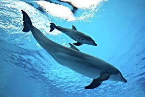 Calves Collection: Bottlenose Dolphin - Newborn Baby/Calf with Mother immediately after birth