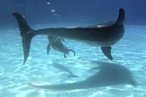 Bottlenose Dolphin - at surface