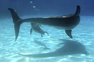 Bottlenose Dolphin - Newborn Baby/Calf with Mother immediately after birth trying to reach the surface