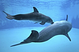 Bottlenose Dolphin - Mother & Calf