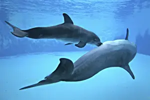 Bottlenose Dolphin - Newborn Baby / Calf nursing / feeding from Mother immediately after birth