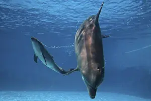 Bottlenose Dolphin - Newborn Baby/Calf whistling to its mother immediately after birth