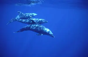 Mexcio Prints: Bottlenose dolphin Off Socorro Island, Mexico, Pacific Ocean