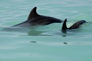 Images Dated 11th April 2010: Bottlenose Dolphin - pair of fins in the water - Atlantic Ocean - Namibia - Africa