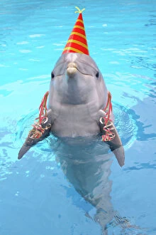 Celebrations Collection: Bottlenose dolphin - with party hat & streamers Digital Manipulation: Streamers JD. Hat drawn