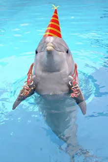 Dolphin Prints: Bottlenose dolphin - with party hat & streamers Digital Manipulation: Streamers JD