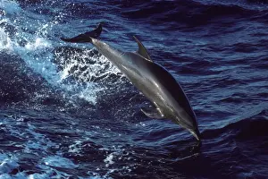Bottlenose dolphin Photographed in the Gulf of California (Sea of Cortez), Mexico