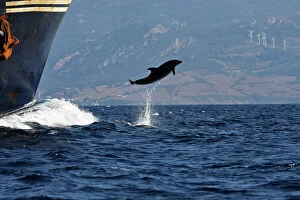 Bottlenose Dolphin - playing / bow riding in front of cargo ship in the strait of Gibraltar