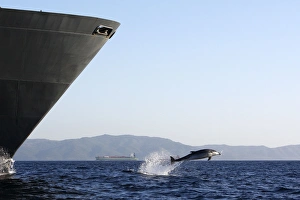Bottlenose Dolphin - playing / bow riding in front of cargo ship in the strait of Gibraltar Bottlenose Dolphin - playing / bow riding in front of cargo ship in the strait of Gibraltar