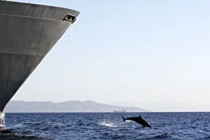 Images Dated 22nd June 2007: Bottlenose Dolphin - playing / bow riding in front of cargo ship in the strait of Gibraltar. Spain
