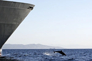 Bottlenose Dolphin - playing / bow riding in front of cargo ship in the strait of Gibraltar Bottlenose Dolphin - playing / bow riding in front of cargo ship in the strait of Gibraltar