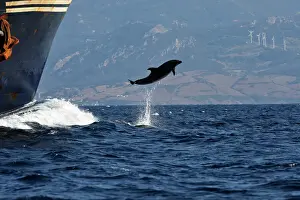 Boats Prints: Bottlenose Dolphin - playing / bow riding in front of cargo ship in the strait of Gibraltar