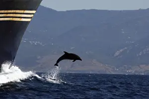 Boats Prints: Bottlenose Dolphin - playing / bow riding in front of cargo ship in the strait of Gibraltar
