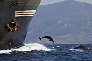 Bottlenose Dolphin - playing / bow riding in front of cargo ship in the strait of Gibraltar. Spain