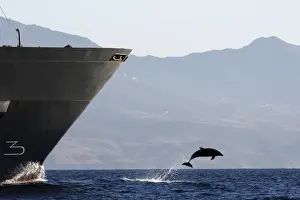 Bottlenose Dolphin - playing / bow riding in front of cargo ship in the strait of Gibraltar. Spain