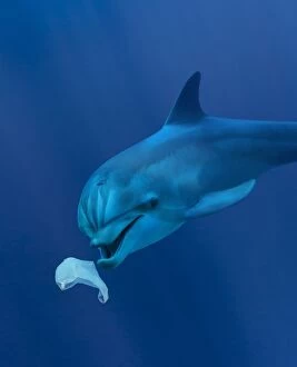 Images Dated 11th January 2017: Bottlenose Dolphin playing with plastic bag underwater