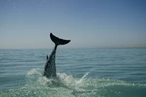 Images Dated 11th April 2010: Bottlenose Dolphin - re-entering the water after a dive - Atlantic Ocean - Namibia - Africa