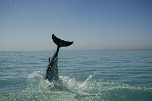 Images Dated 11th April 2010: Bottlenose Dolphin - re-entering the water after a dive - Atlantic Ocean - Namibia - Africa