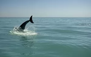 Bottlenose Dolphin - re-entering the water after a dive