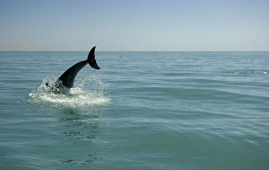 Images Dated 11th April 2010: Bottlenose Dolphin - re-entering the water after a dive - Atlantic Ocean - Namibia - Africa