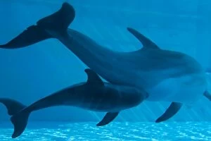 Images Dated 9th July 2010: Bottlenose Dolphin - recently born calf and mother - milking