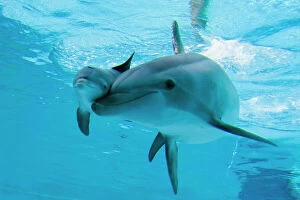 Captivity Gallery: Bottlenose Dolphin - recently born calf swims with mother