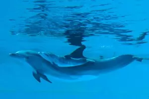 Images Dated 2nd July 2010: Bottlenose Dolphin - recently born calf swims with mother - Oltremare lagoon – Riccione – Italy