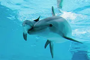 Bottlenose Dolphin - recently born calf swims with mother - Oltremare lagoon – Riccione – Italy The pregnancy lasted 54 weeks. The male calf was born July 2nd 2010 at 8