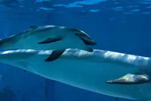 Bottlenose Dolphin - recently born calf swims with mother - Oltremare lagoon – Riccione – Italy The pregnancy lasted 54 weeks. The male calf was born July 2nd 2010 at 8
