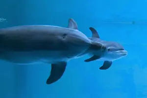 Bottlenose Dolphin - recently born calf swims with mother - Oltremare lagoon – Riccione – Italy The pregnancy lasted 54 weeks. The male calf was born July 2nd 2010 at 8