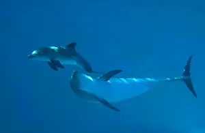 Bottlenose Dolphin - recently born calf swims with mother - Oltremare lagoon – Riccione – Italy The pregnancy lasted 54 weeks. The male calf was born July 2nd 2010 at 8