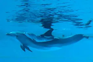 Bottlenose Dolphin - recently born calf swims with mother - Oltremare lagoon – Riccione – Italy The pregnancy lasted 54 weeks. The male calf was born July 2nd 2010 at 8