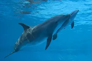 Bottlenose Dolphin - recently born calf swims with mother - Oltremare lagoon – Riccione – Italy The pregnancy lasted 54 weeks. The male calf was born July 2nd 2010 at 8