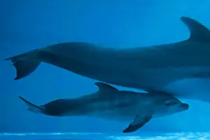 Bottlenose Dolphin - recently born calf swims with mother - Oltremare lagoon – Riccione – Italy The pregnancy lasted 54 weeks. The male calf was born July 2nd 2010 at 8