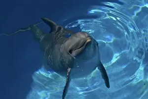Images Dated 19th August 2008: Bottlenose Dolphin - Resting at surface