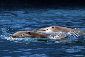 Images Dated 16th August 2008: Bottlenose Dolphin - Resting at surface