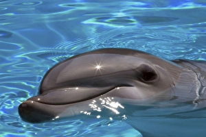 Images Dated 24th August 2008: Bottlenose Dolphin - Resting at surface