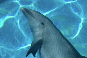 Dolphin Gallery: Bottlenose Dolphin - Resting underwater