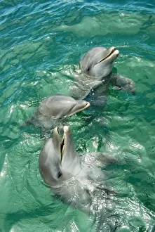 Honduras Prints: Bottlenose Dolphin Roatan, Bay Island, Honduras