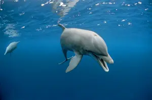 Dolphin Prints: Bottlenose Dolphin Roatan, Honduras