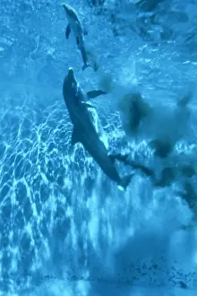 Bottlenose Dolphin STA 2 C Giving birth in pool Tursiops truncatus © Augusto Leandro Stanzani / ardea. com