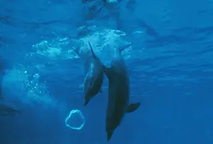 Bottlenose Prints: Bottlenose Dolphin STA 26 Mother & Baby play with bubble Tursiops truncatus © Augusto Leandro Stanzani / ARDEA