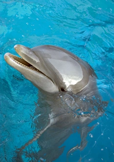 Bottlenose Dolphin with mouth open