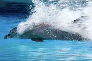 Dolphin Prints: Bottlenose Dolphin - Swimming at speed through water - dolphins can reach 65 km per hour