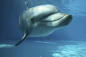 Images Dated 3rd November 2007: Bottlenose Dolphin - swimming underwater